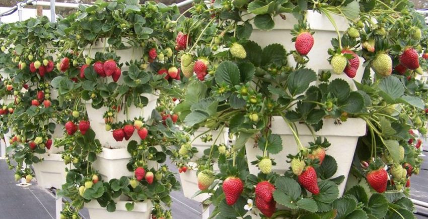 En hage med høye senger kan se vakker, komfortabel og sjenerøs ut med høst. En hage med høye senger kan se vakker, komfortabel og sjenerøs ut med høst.