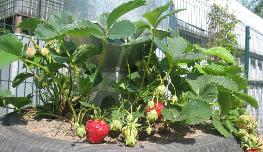 Hvis det er gamle bildekk igjen, kan du bruke dem til vertikal dyrking av jordbær. Hvis det er gamle bildekk igjen, kan du bruke dem til vertikal dyrking av jordbær.