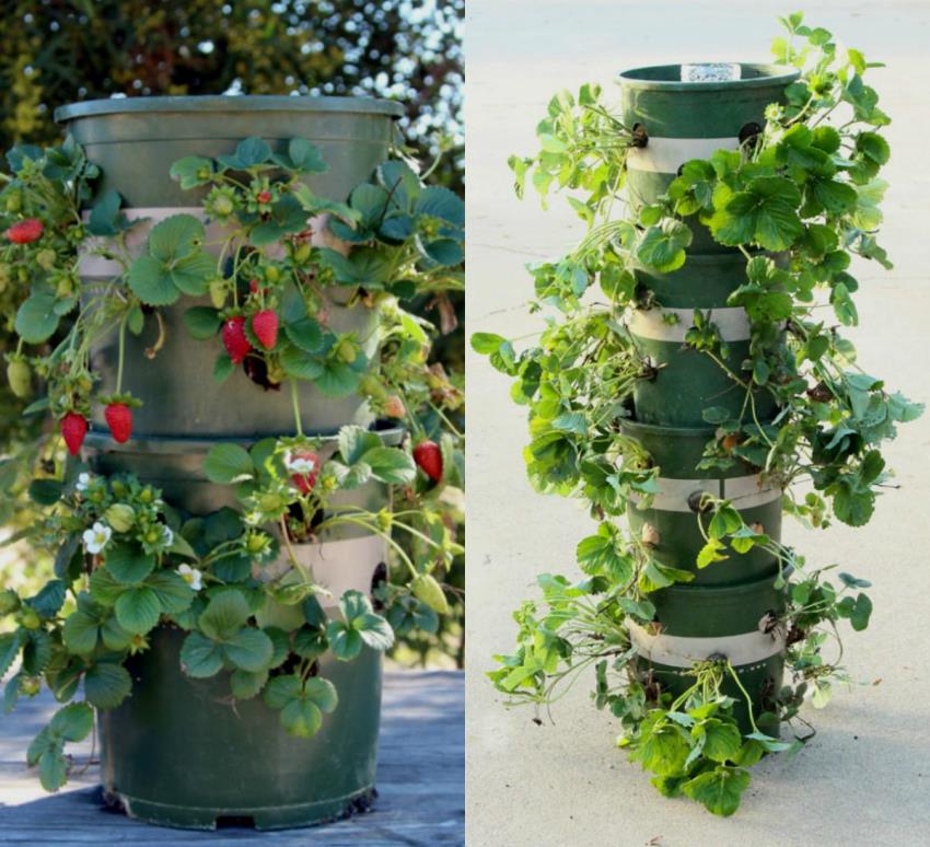 Vertikale senger tar ikke mye plass, og hvis du setter strukturen på hjul, lar du deg flytte den Vertikale senger tar ikke mye plass, og hvis du setter strukturen på hjul, lar du deg flytte den