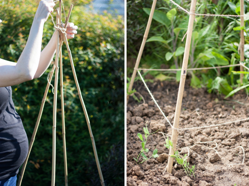 Et drivhus for paprika skal bare plasseres på et godt opplyst sted, siden plantene i denne kulturen elsker lys og ikke vokser godt i skyggen. Et drivhus for paprika skal bare plasseres på et godt opplyst sted, siden plantene i denne kulturen elsker lys og ikke vokser godt i skyggen.
