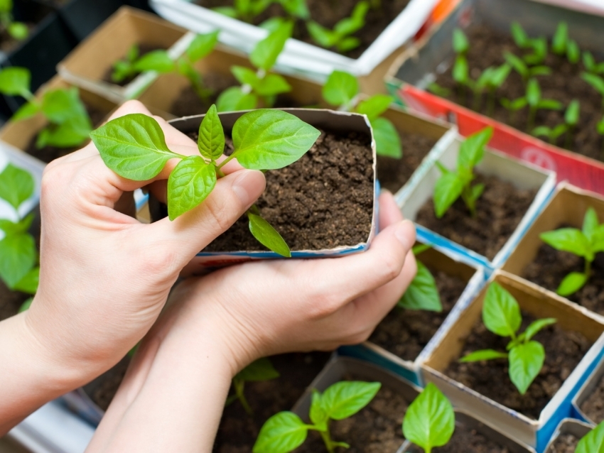 ในกรณีส่วนใหญ่โรงเรือนขนาดเล็กใช้สำหรับปลูกต้นกล้าของพืชผัก ในกรณีส่วนใหญ่โรงเรือนขนาดเล็กใช้สำหรับปลูกต้นกล้าของพืชผัก