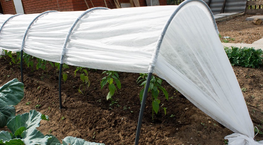 الدفيئة Snowdrop الدفيئة Snowdrop