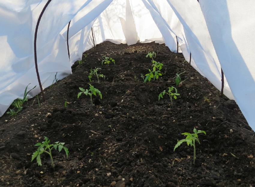 إطار الدفيئة مصنوع من أقواس معدنية إطار الدفيئة مصنوع من أقواس معدنية