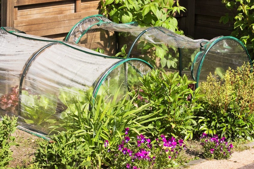 الدفيئة من أقواس بعرض 1 متر الدفيئة من أقواس بعرض 1 متر