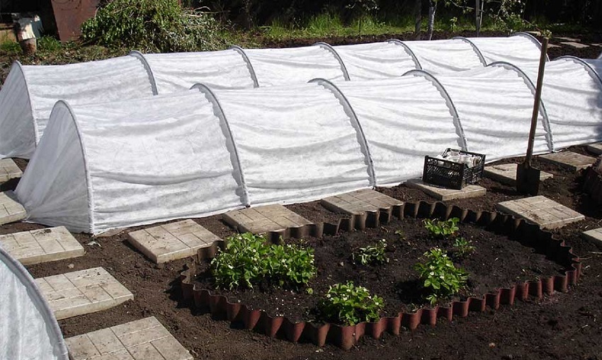 دفيئات داياس دفيئات داياس