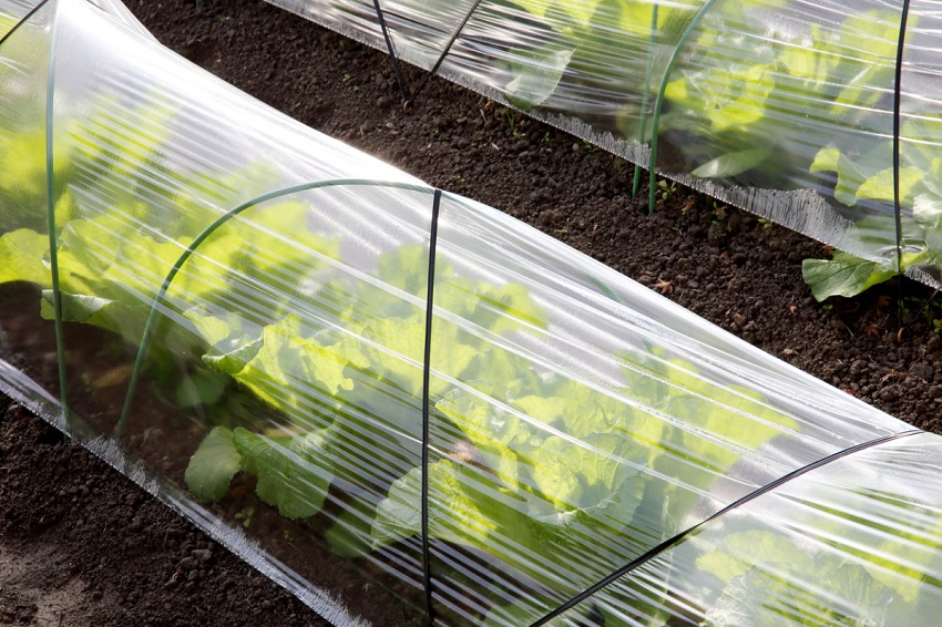 دفيئة قوس مغطاة بفيلم السيلوفان دفيئة قوس مغطاة بفيلم السيلوفان