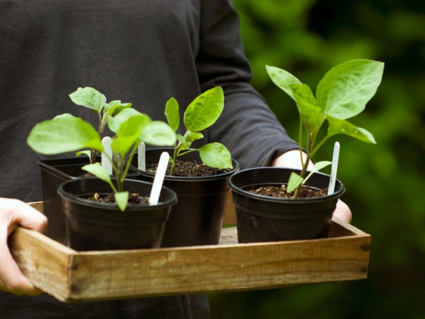 За да бъде оранжерията удобна, трябва да се погрижите за наличието на входни врати, рафтове и отвори за вентилация. За да бъде оранжерията удобна, трябва да се погрижите за наличието на входни врати, рафтове и отвори за вентилация.