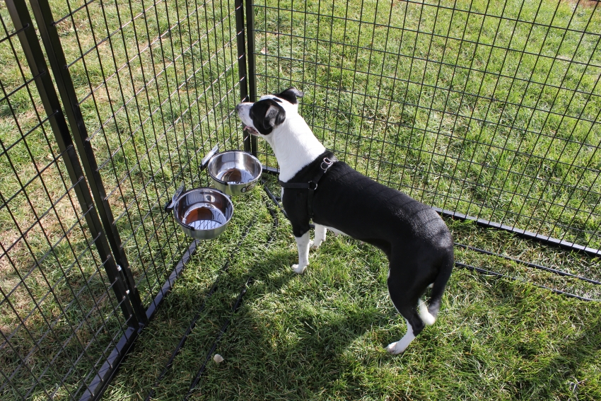 Det må være et sted i fuglehuset for boller med mat og vann Det må være et sted i fuglehuset for boller med mat og vann