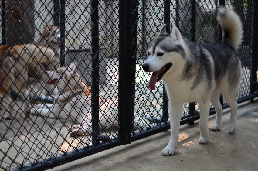 For å holde en hel pakke med hunder velger de vanligvis en kabinett i ett stykke, delt inn i soner for hvert dyr. For å holde en hel pakke med hunder velger de vanligvis en kabinett i ett stykke, delt inn i soner for hvert dyr.