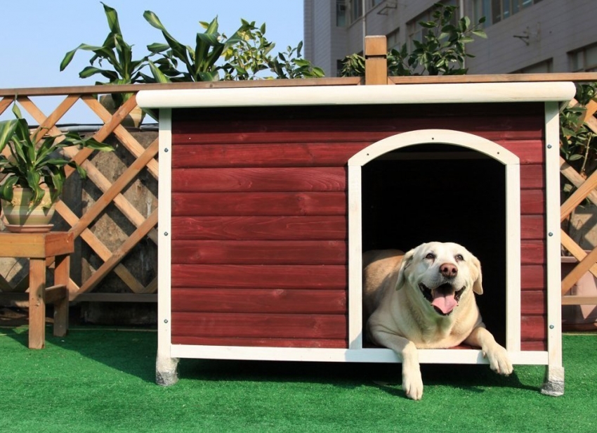 Når du maler en hundekiosk, må du bare bruke trygge produkter uten en skarp lukt Når du maler en hundekiosk, må du bare bruke trygge produkter uten en skarp lukt