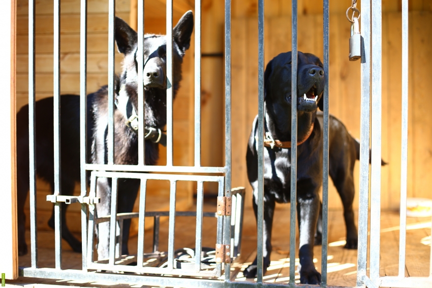 Når du holder flere hunder i ett innhegning, er det nødvendig å utstyre spesielle vinduer for fôring Når du holder flere hunder i ett innhegning, er det nødvendig å utstyre spesielle vinduer for fôring