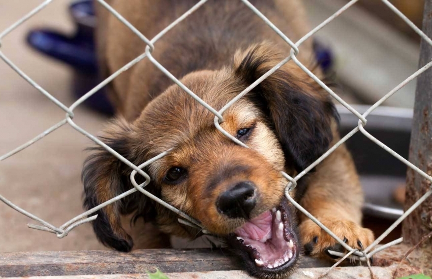 Nettet må festes på en slik måte at hunden ikke kan bli skadet. Nettet må festes på en slik måte at hunden ikke kan bli skadet.