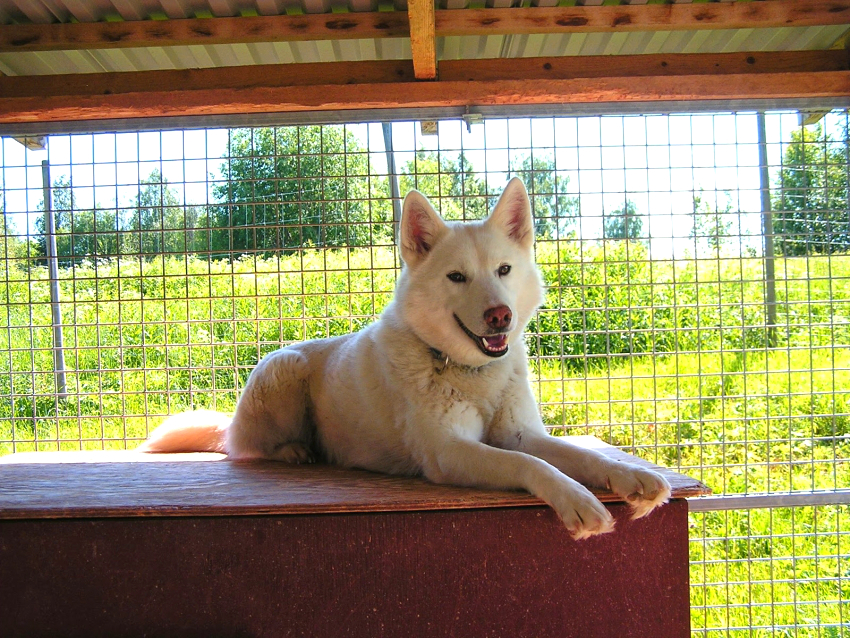 For et komfortabelt opphold, bør størrelsen på kabinettet tilsvare behovene til en bestemt hunderase For et komfortabelt opphold, bør størrelsen på kabinettet tilsvare behovene til en bestemt hunderase