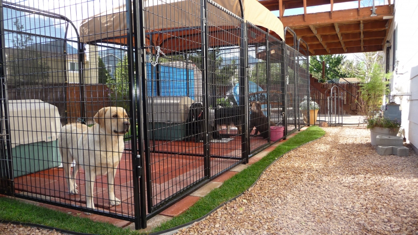 Det beste alternativet for plasseringen av fuglen betraktes som området i nærheten av huset, slik at dyret ikke er ensomt og kjeder seg Det beste alternativet for plasseringen av fuglen betraktes som området i nærheten av huset, slik at dyret ikke er ensomt og kjeder seg