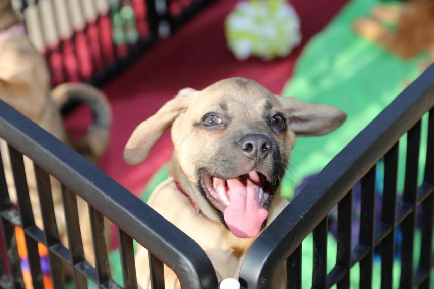 Để việc ở trong chuồng không mang lại trải nghiệm cho con vật, cần huấn luyện chó dần dần Để việc ở trong chuồng không mang lại trải nghiệm cho con vật, cần huấn luyện chó dần dần