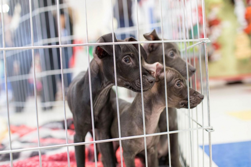 Với một số lượng lớn chó con trong nhà, một chuồng chim là cần thiết để giữ cho chúng an toàn. Với một số lượng lớn chó con trong nhà, một chuồng chim là cần thiết để giữ cho chúng an toàn.