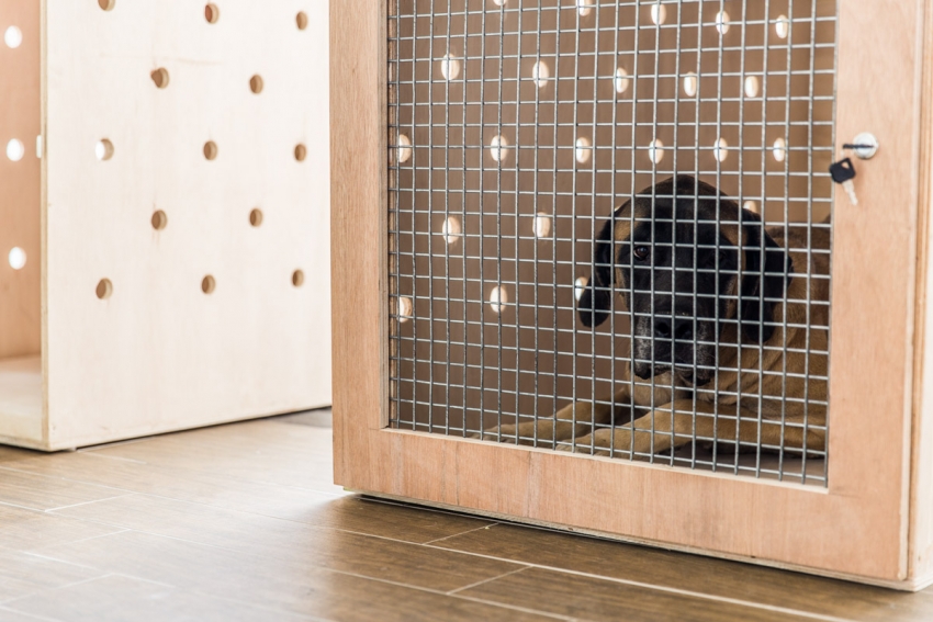 Bạn có thể tự làm chuồng chim bằng lưới, ván gỗ và một bộ dụng cụ tối thiểu Bạn có thể tự làm chuồng chim bằng lưới, ván gỗ và một bộ dụng cụ tối thiểu