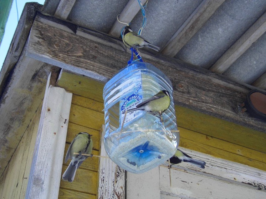 Lepiej jest umieścić drzwi w butelce nie na samym dnie, co zapewni pewną ilość paszy Lepiej jest umieścić drzwi w butelce nie na samym dnie, co zapewni pewną ilość paszy