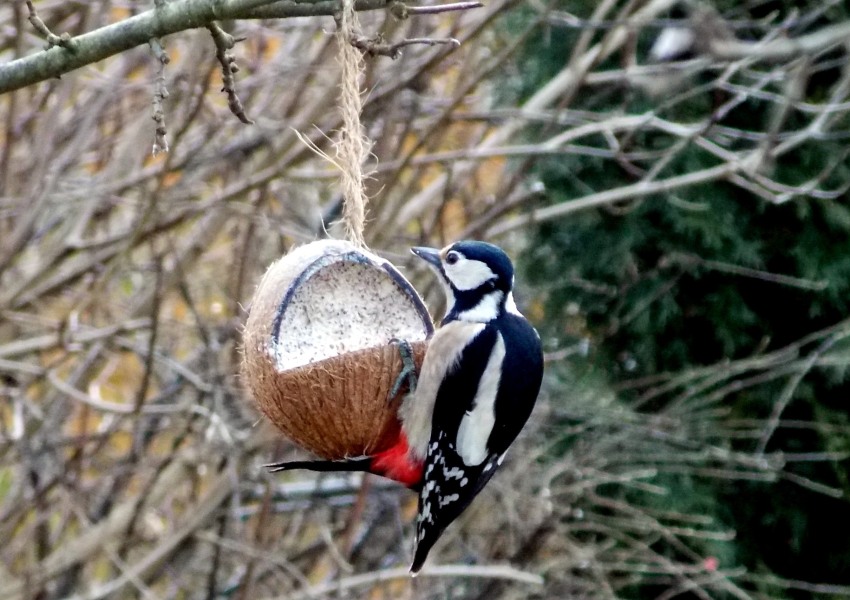 Kreatywny podajnik z łupin orzecha kokosowego Kreatywny podajnik z łupin orzecha kokosowego