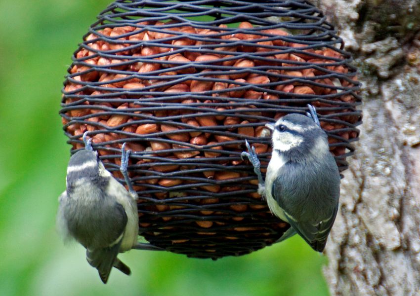 Oryginalny wiklinowy kosz z orzechami dla ptaków Oryginalny wiklinowy kosz z orzechami dla ptaków
