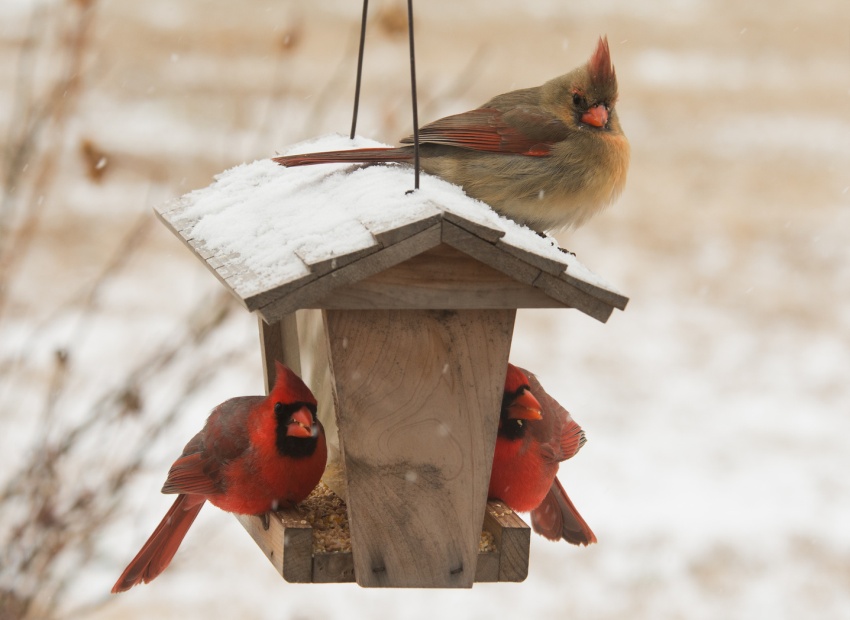 Drewniany karmnik harmonijnie wpasuje się w ogólny wygląd częstego podwórka Drewniany karmnik harmonijnie wpasuje się w ogólny wygląd częstego podwórka
