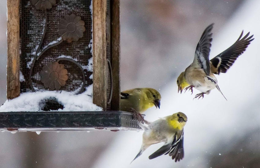 Możesz ozdobić karmnik rzeźbionymi elementami Możesz ozdobić karmnik rzeźbionymi elementami