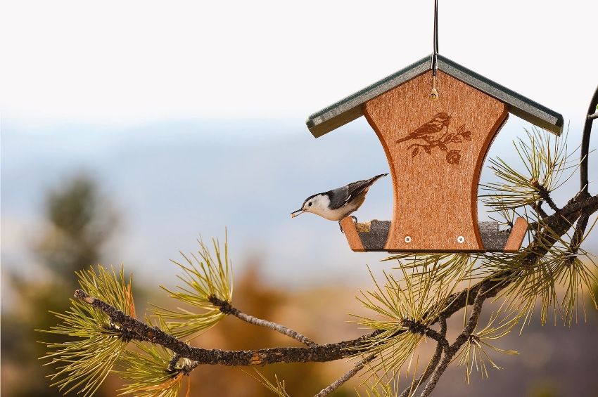 Karmnik dla ptaków można ozdobić rysunkami Karmnik dla ptaków można ozdobić rysunkami