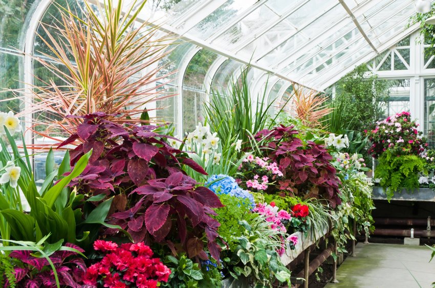 Szklarnia (wersja bardziej uproszczona - szklarnie) nastawiona jest głównie na uprawę roślin w specjalnych warunkach Szklarnia (wersja bardziej uproszczona - szklarnie) nastawiona jest głównie na uprawę roślin w specjalnych warunkach