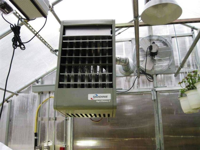 Dzięki grzejnikom w oranżerii ustala się stabilną temperaturę odpowiednią do uprawy niektórych roślin Dzięki grzejnikom w oranżerii ustala się stabilną temperaturę odpowiednią do uprawy niektórych roślin