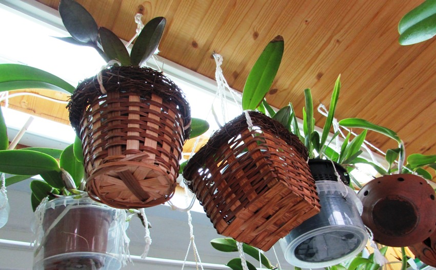 Dodatkowe oświetlenie w ogrodzie zimowym można zorganizować za pomocą fitolampów fluorescencyjnych, sodowych lub metalohalogenkowych, które dobierane są zgodnie z charakterystyką roślin Dodatkowe oświetlenie w ogrodzie zimowym można zorganizować za pomocą fitolampów fluorescencyjnych, sodowych lub metalohalogenkowych, które dobierane są zgodnie z charakterystyką roślin