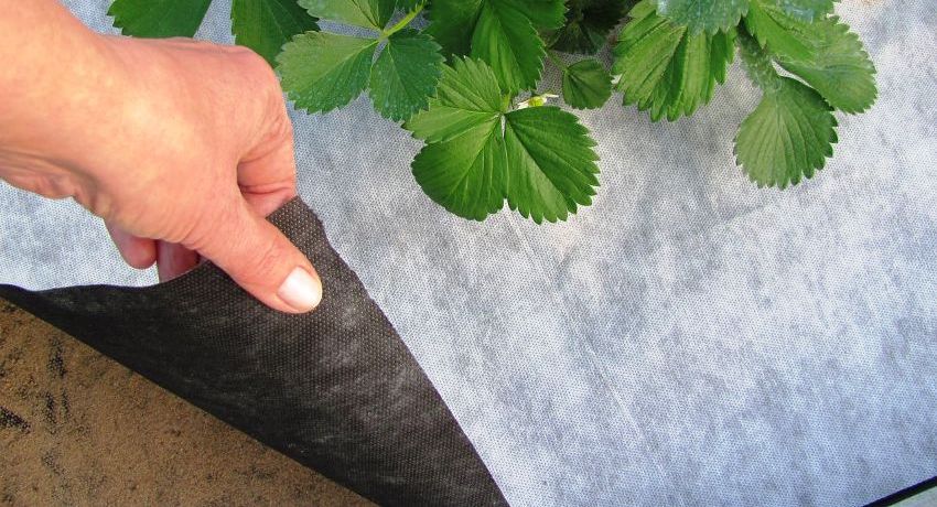 Le Spunbond est un matériau irremplaçable pour les jardiniers, en particulier ceux qui cultivent des légumes dans des régions au climat frais. Spunbond: qu'est-ce que c'est, possibilités matérielles et efficacité d'utilisation