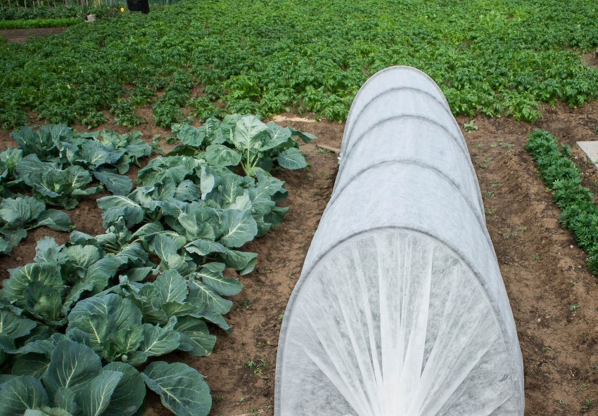 Spunbond facilite la création d'une serre efficace et protège les jeunes pousses de diverses cultures contre les changements soudains de température Spunbond facilite la création d'une serre efficace et protège les jeunes pousses de diverses cultures contre les changements soudains de température