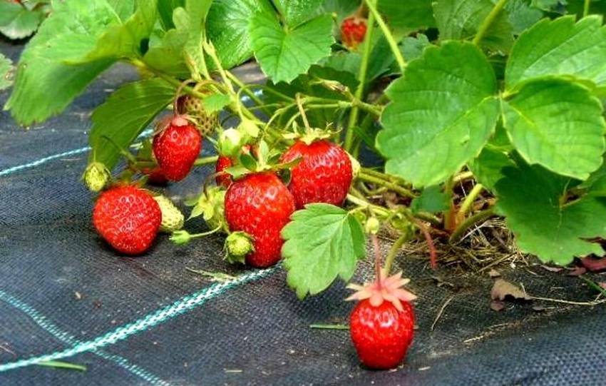 Les fraises sur agrofibre sont toujours propres, même après la pluie Les fraises sur agrofibre sont toujours propres, même après la pluie