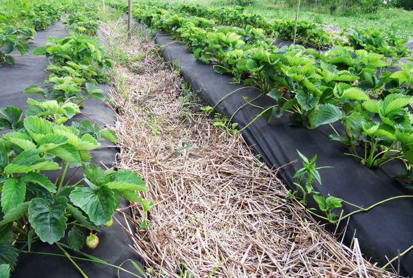 Le paillage Spunbond vous permet de créer un microclimat optimal dans lequel le sol ne se dessèchera pas et ne résiste pas aux intempéries Le paillage Spunbond vous permet de créer un microclimat optimal dans lequel le sol ne se dessèchera pas et ne résiste pas aux intempéries