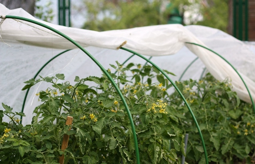 Lors de la culture de légumes ou de fruits et de baies, vous pouvez fournir une protection fiable des plantes contre les gelées inattendues et autres événements météorologiques défavorables à l'aide d'un spunbond. Lors de la culture de légumes ou de fruits et de baies, vous pouvez fournir une protection fiable des plantes contre les gelées inattendues et autres événements météorologiques défavorables à l'aide d'un spunbond.
