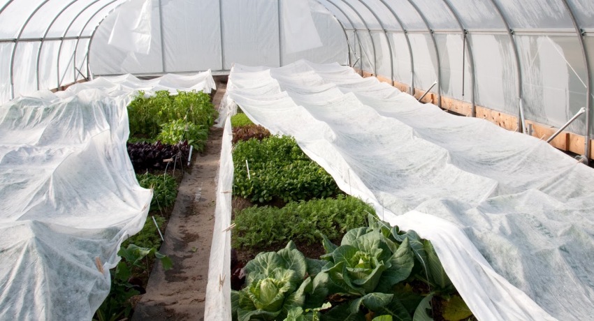 Avec l'aide de spunbond, vous pouvez facilement créer des conditions optimales sur le site pour la croissance et le développement des plantes tout au long de l'année Avec l'aide de spunbond, vous pouvez facilement créer des conditions optimales sur le site pour la croissance et le développement des plantes tout au long de l'année