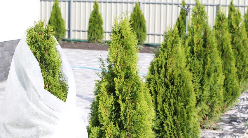 Le spunbond blanc dense protège parfaitement les plantes et les arbustes en hiver sans neige Le spunbond blanc dense protège parfaitement les plantes et les arbustes en hiver sans neige