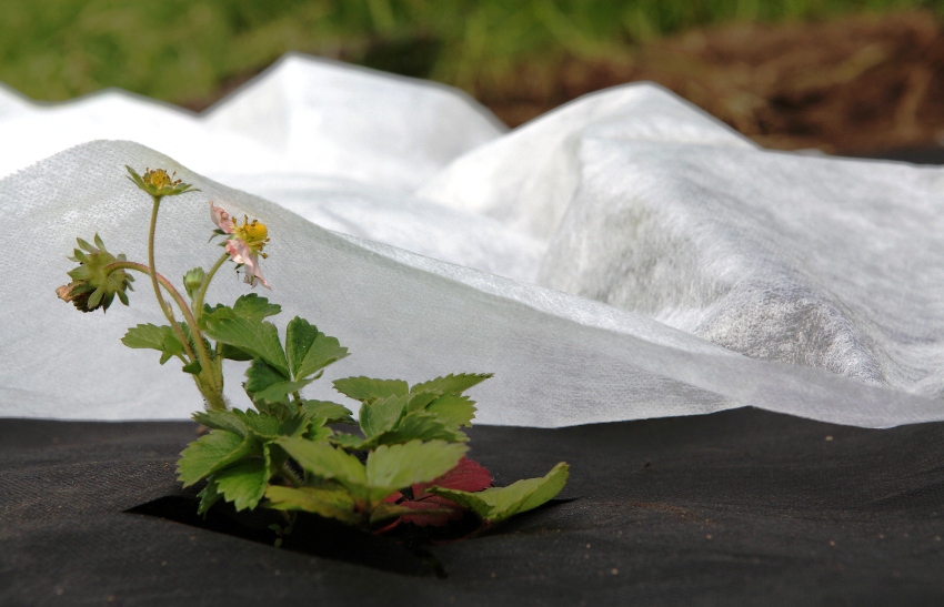 Le spunbond blanc protège les plantes des basses températures nocturnes et du retour du gel Le spunbond blanc protège les plantes des basses températures nocturnes et du retour du gel