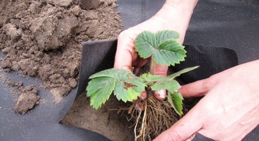 Pour augmenter les rendements, le spunbond noir est utilisé comme paillis - étalé sur le site et plante dans les trous faits par les plantes Pour augmenter les rendements, le spunbond noir est utilisé comme paillis - étalé sur le site et plante dans les trous faits par les plantes