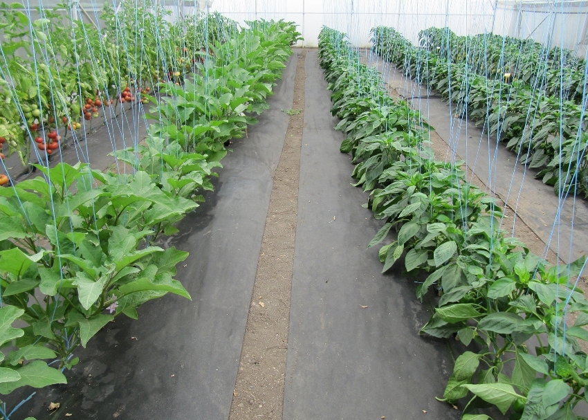 Black spunbond est disponible en différentes densités, mais pour un chalet d'été, il est recommandé d'acheter au moins 17-60 g / m2 Black spunbond est disponible en différentes densités, mais pour un chalet d'été, il est recommandé d'acheter au moins 17-60 g / m2