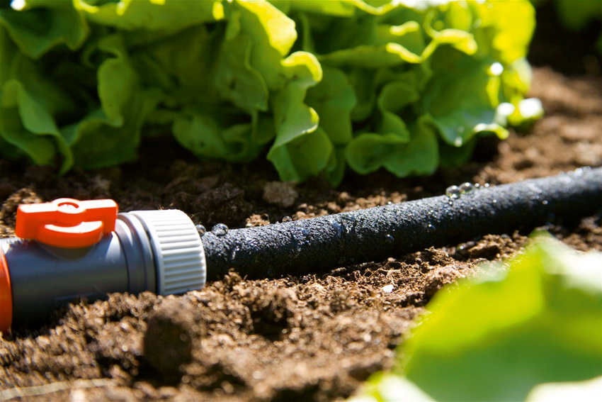 Upang ipamahagi ang tubig, ang pangunahing tubo ay konektado sa tangke, mula sa kung aling mga sangay ang sumusunod sa mga punto ng patubig Upang ipamahagi ang tubig, ang pangunahing tubo ay konektado sa tangke, mula sa kung aling mga sangay ang sumusunod sa mga punto ng patubig