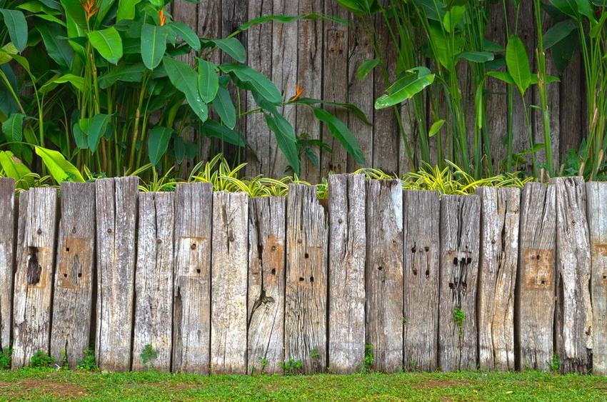 Na vytvorenie dekoratívneho živého plotu môže byť vhodné všetko, čo sa na danom webe nachádza a zdá sa byť nepotrebné Na vytvorenie dekoratívneho živého plotu môže byť vhodné všetko, čo sa na danom webe nachádza a zdá sa byť nepotrebné