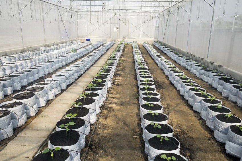 For et stort antall planter i drivhuset er det bedre å installere et automatisk eller halvautomatisk vanningsanlegg. For et stort antall planter i drivhuset er det bedre å installere et automatisk eller halvautomatisk vanningsanlegg.