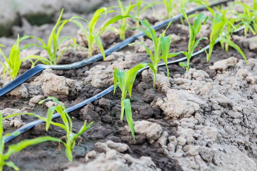 Drypp vanning virker punktvis på plantestedet, slik at resten av hagen er tørr, så risikoen for vannlogging er ekskludert Dryppvanning virker punktvis på plantestedet, slik at resten av hagen blir tørr, så risikoen for vannlogging er ekskludert