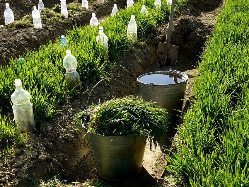 Ved hjelp av plastflasker kan du lage et komplett vanningsanlegg Ved hjelp av plastflasker kan du lage et komplett vanningsanlegg