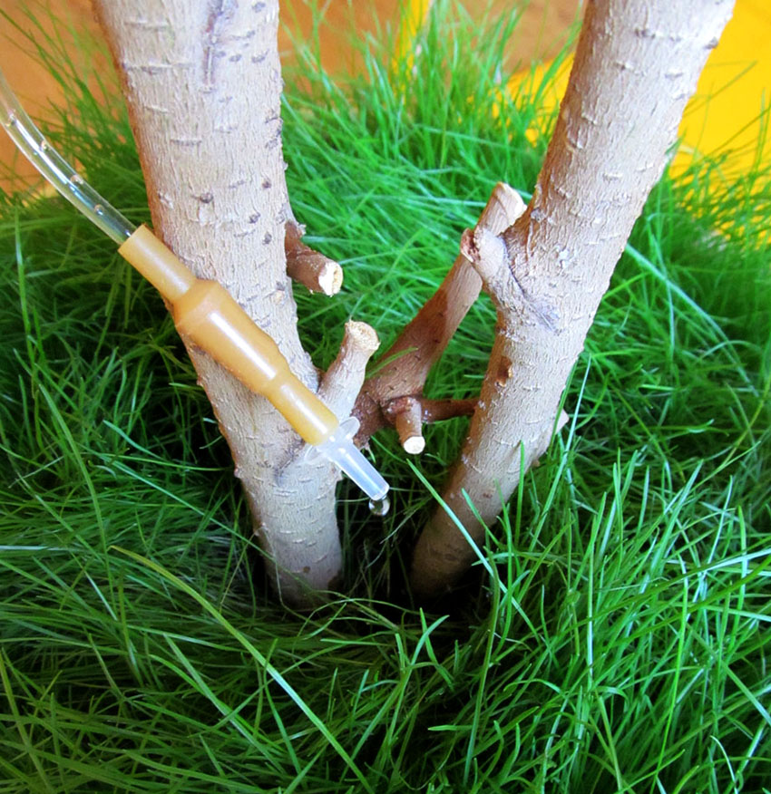 Vanning av planter med medisinske droppere er et enkelt og økonomisk alternativ. Vanning av planter med medisinske droppere er et enkelt og økonomisk alternativ.