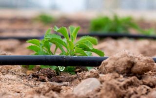 Gjør-det-selv drypp vanning for en sommerbolig uten kostnader: gjør det selv enkelt og enkelt