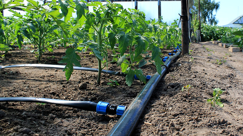 For å lage drypp vanning, må du kjøpe komponenter av høy kvalitet For å lage drypp vanning, må du kjøpe komponenter av høy kvalitet