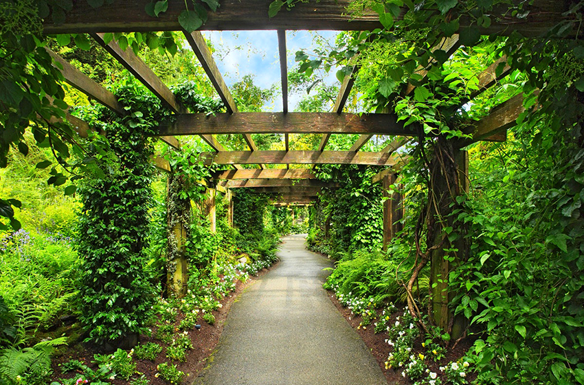 Rypäleiden tukemiseksi on parempi käyttää kaarevia pergoleja Rypäleiden tukemiseksi on parempi käyttää kaarevia pergoleja