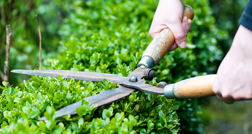 Bàn chải cơ không đắt và dễ sử dụng Bàn chải cơ không đắt và dễ sử dụng